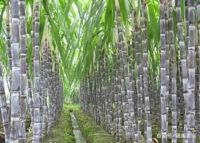 甘蔗从哪里来？哪部分最甜？