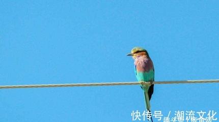 为什么鸟儿睡觉时不会掉下来？
