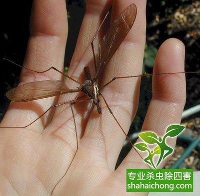 为什么到了秋天蚊子更嚣张？