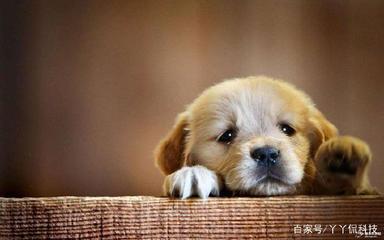 狗狗能否理解人类的语言？