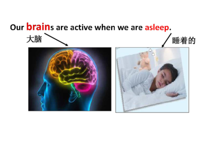 人睡着后大脑在做什么？