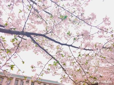 武大樱花直播在哪可以回看？