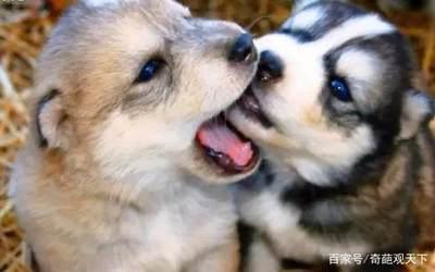 合作伙伴很笨怎么办