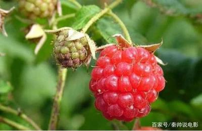 我亲爱的农场怎么在农场种植覆盆子