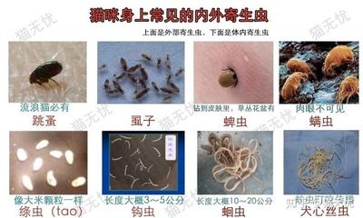 猫驱虫怎么弄