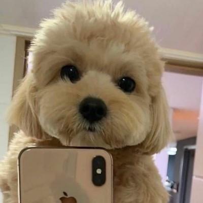 蚂蚁保险怎么申请退保