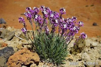 支付宝蚂蚁森林植物怎么培育