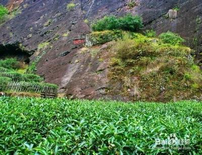 大红袍与红茶有何区别