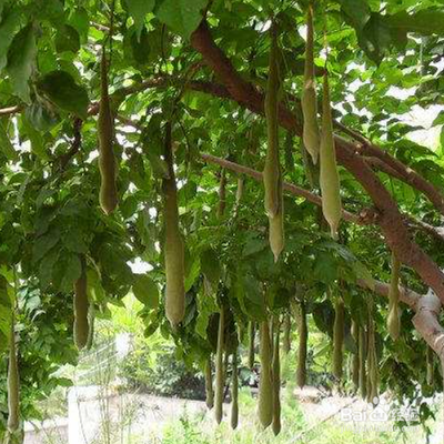 用zao角制的洗发水洗发经验