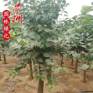原本独杆大规格紫丁香树