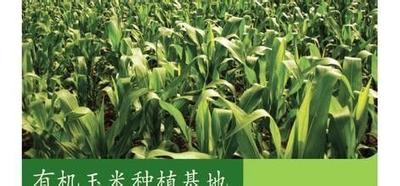 冰地玉米系列：[1]什么是冰地玉米