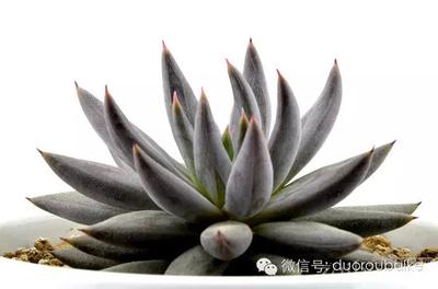 红爪、黑爪、绿爪、魔爪的区别 红爪、黑爪、绿爪、魔爪的区别