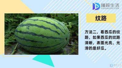 挑选西瓜的妙招 挑选西瓜的妙招