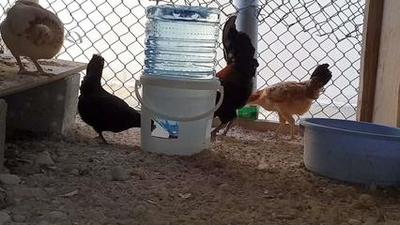 自制最简单的动物自动喂水器（给水器）