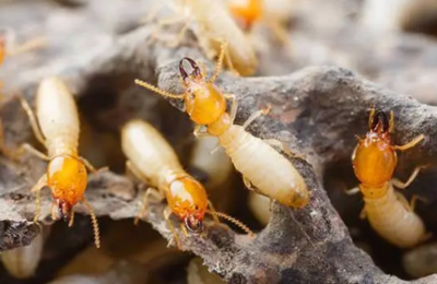 喷粉法灭白蚁的操作方法