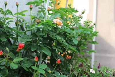 养花建议之上盆后的养护