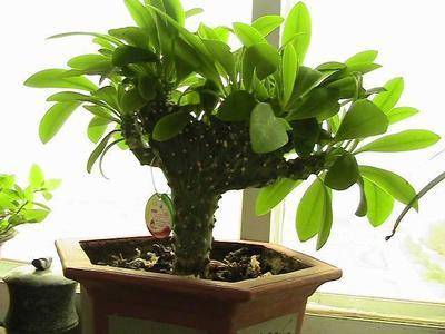 适合养在家中植物，不仅美观，而且养护超简单！