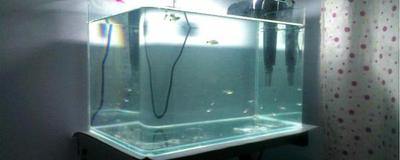 鱼缸过滤器的清洗方法