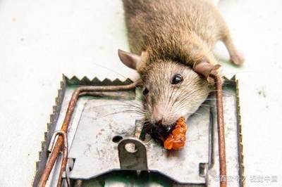 如何在房间中放置老鼠粘