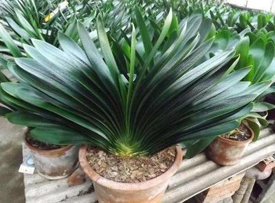 树皮拿来养花效果出人意料，透水透气营养丰富！