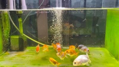 外出时金鱼无人照顾怎么办