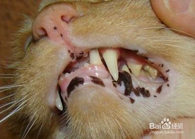 猫嘴角上火烂了怎么办
