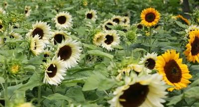 失水向日葵切花的急救方法