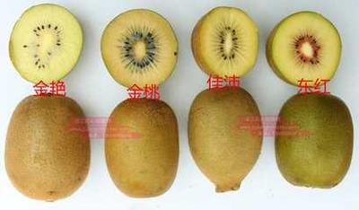 红心猕猴桃怎么存放