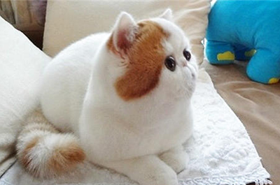 加菲猫怎么去除被泪痕染黄的毛