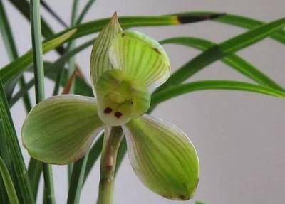 松树皮养兰好处多，营养丰富疏松又透气！