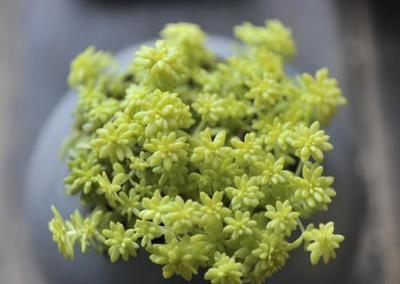 一般人养不死的多肉植物，生长迅速长爆盆！