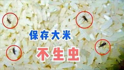 怎么才能让米久放不长虫 米怎么保存不长虫