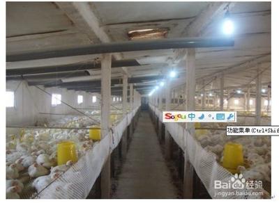 鸡舍中粪便的氨气味什么办法驱除？