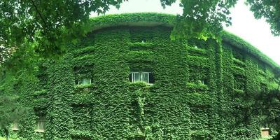 想拥有一面植物墙，这些爬墙植物不容错过！