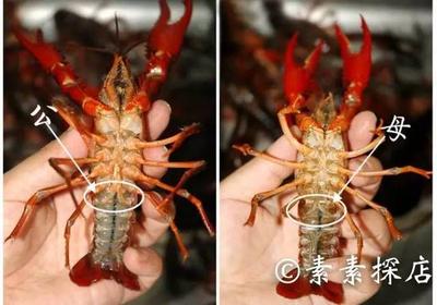 小龙虾如何区分公母