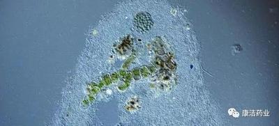 ​鱼病发生的环境因素有哪些