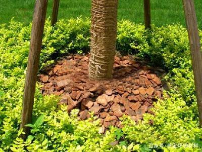 松树皮拿来养花好处多，正确使用是关键！