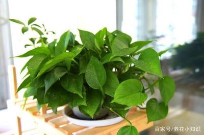 学会这几个小妙招，再也不用担心小飞虫袭击！