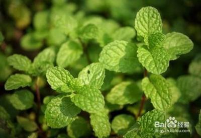留兰香薄荷和普通薄荷区别是什么 留兰香的习性 留兰香薄荷和普通薄荷区别是什么 留兰香的习性