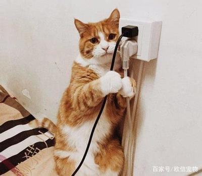 猫咪咬电线怎么办? 猫咪咬电线怎么办?