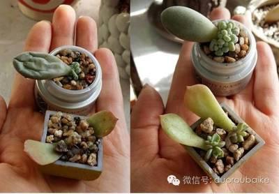 多肉养出果冻色就这么简单，抓紧试试吧！