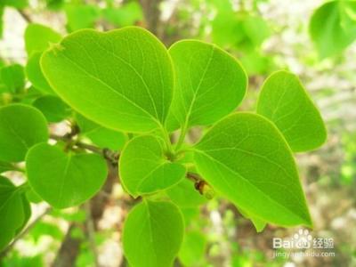 长白山药谷丁香茶不适合人群