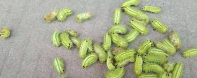 怎么消灭菜地的毛辣子