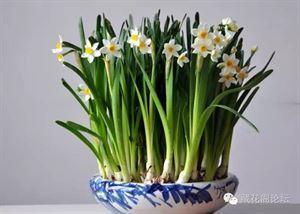 水仙花的挑选方法&mdash;&mdash;水仙花鳞茎的挑选方法