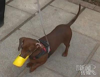 小狗吃了塑料袋怎么办 小狗吃了塑料袋怎么办
