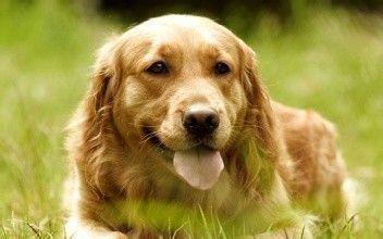 给狗狗洗澡方法