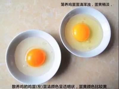 土鸡蛋、洋鸡蛋与普通鸡蛋有什么区别？