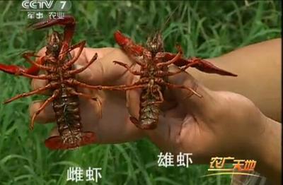 小龙虾买回来怎么养