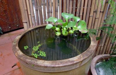 成语“悬壶济世”中的“壶”指的是哪一种植物？