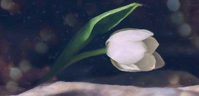 Procreate怎么导入图片 Procreate导入图片教程